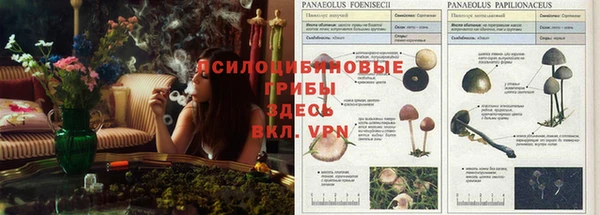 стаф Горняк